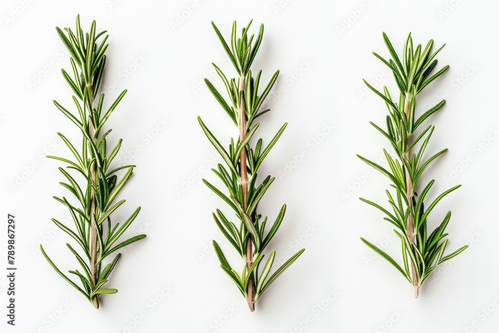 Obraz premium set of rosemary leaf isolated on the white background
