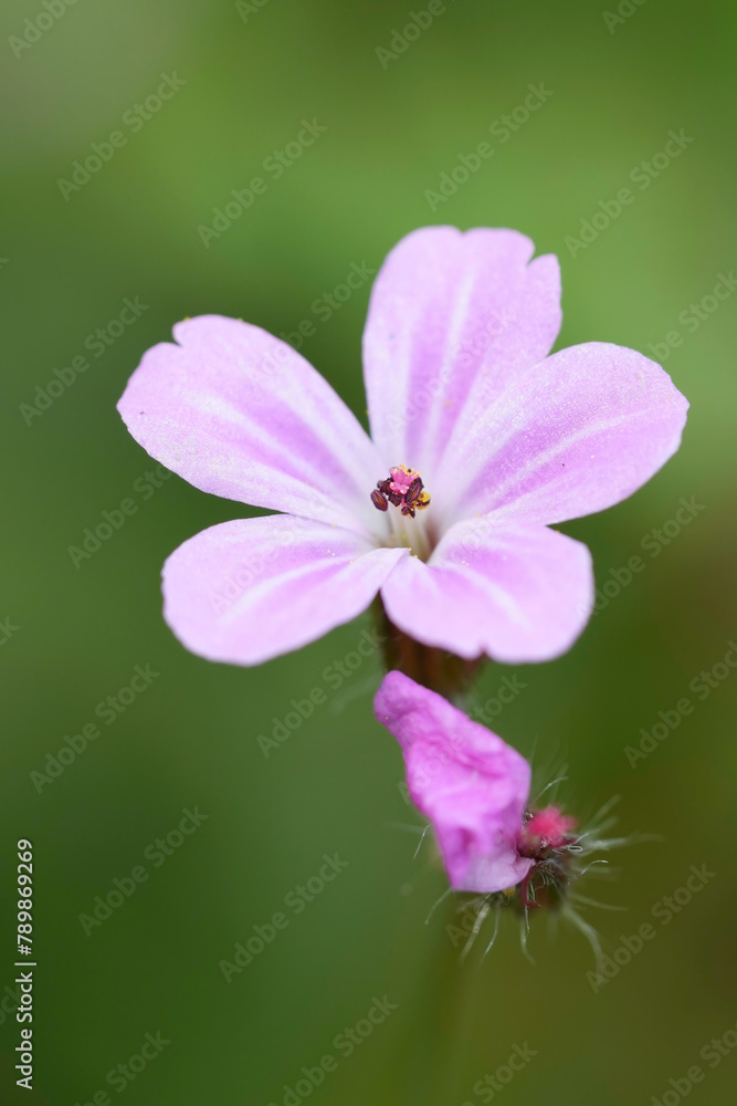 Vertical closeup on the light pink flower of the green, herb robert, Geranium robertianum