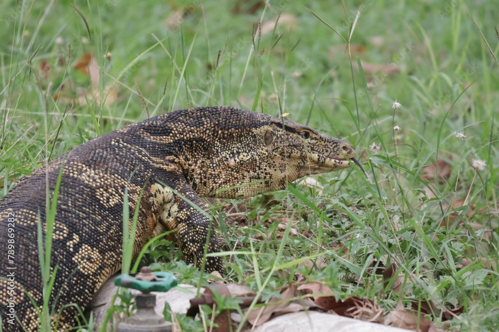 lizard on the ground lizard on the ground