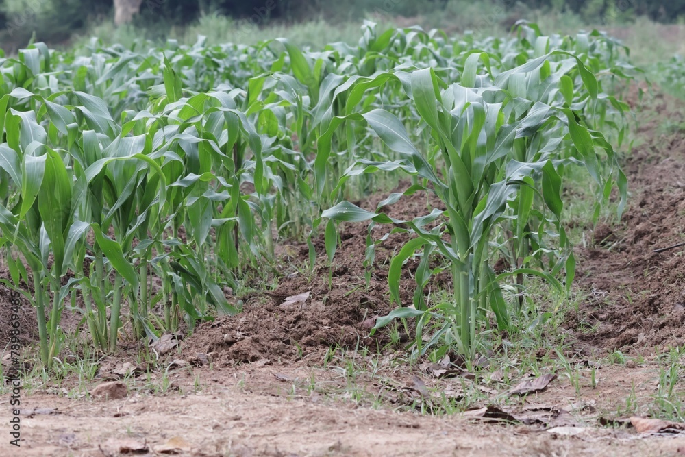 Obraz premium field of corn