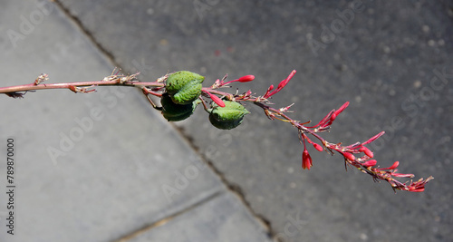 Red yucca flower stem with fruit capsules photo