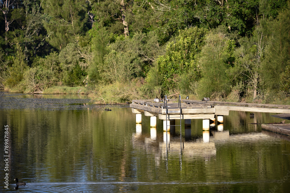 water fowl on the Williams river at Clarence town