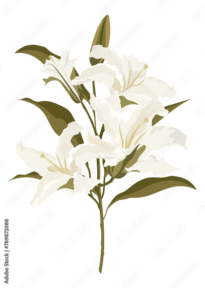 Obraz premium Aesthetic lily png sticker, white flower illustration on transparent background