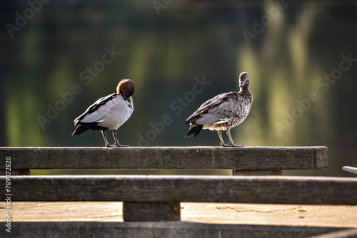 water fowl on the Williams river at Clarence town