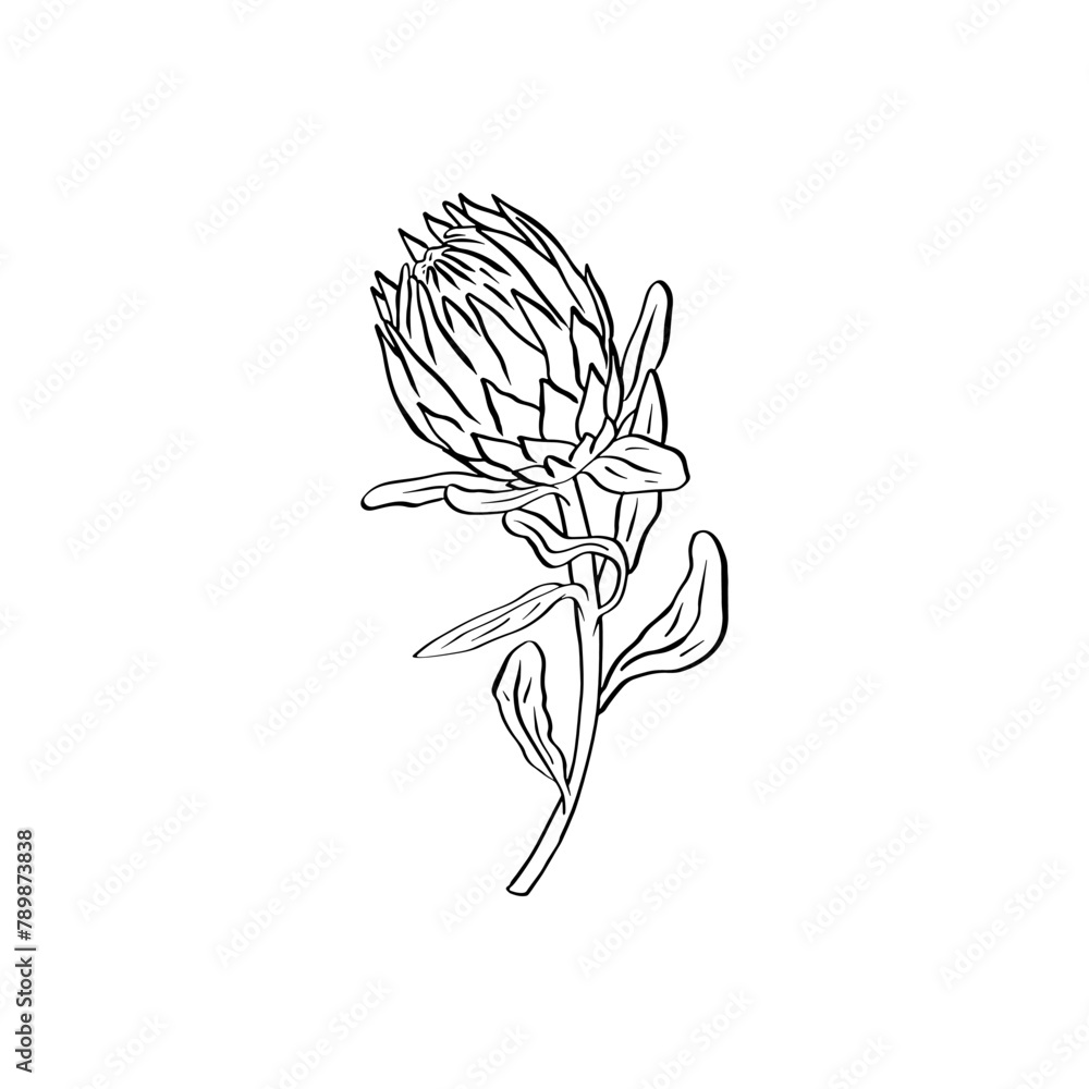 Obraz premium Protea flower black line art isolated on white background