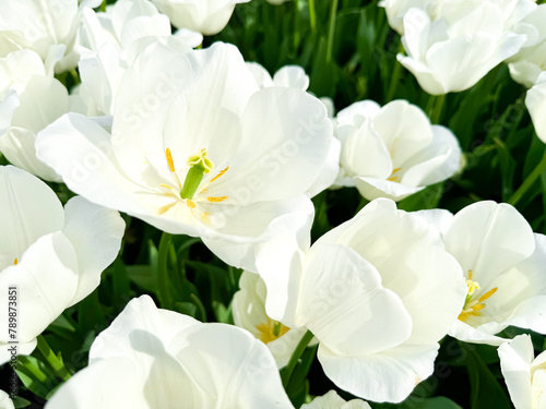 Vibrant white tulips in bloom with yellow stamens on sunny day, close up view of fresh spring flowers with soft petals and green stems in garden setting.