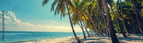 Many palm trees on the beach near the water. Banner