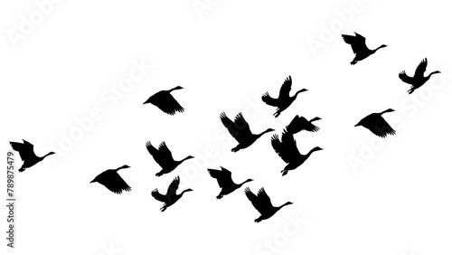 Flying birds png silhouette sticker, animal illustration on transparent background photo