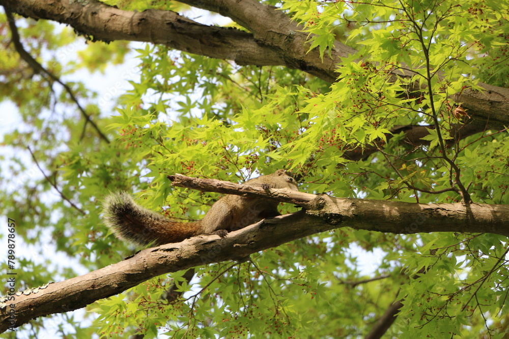 Obraz premium タイワンリス