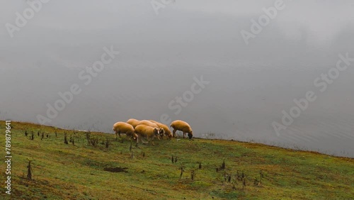 Pastor for sheeps by the lake