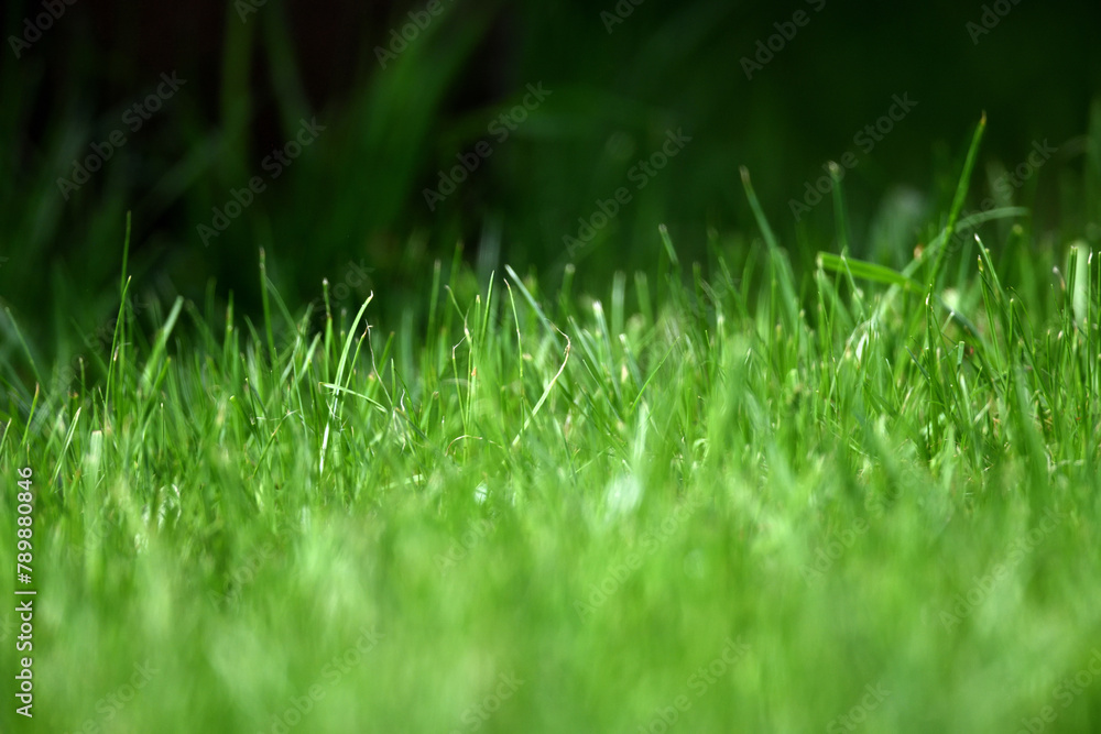 Fokussierte Nahaufnahme einer grünen Rasenfläche im Sonnenlicht. Boden Musterfläche für Gras Saat.