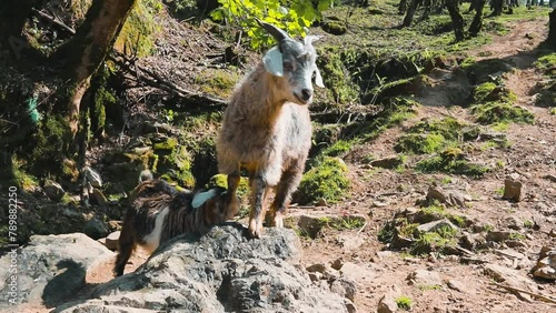 Goats in the pasture