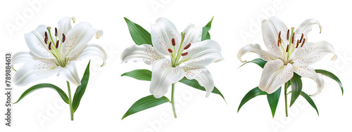 lily flowers collection isolated on a transparent cut-out background © graphicbeezstock