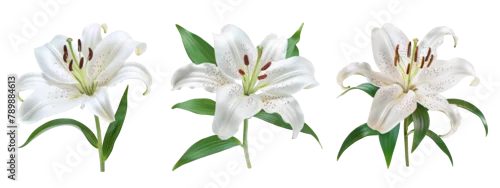 Panel kuchenny z motywem lily flowers collection isolated on a transparent cut-out background