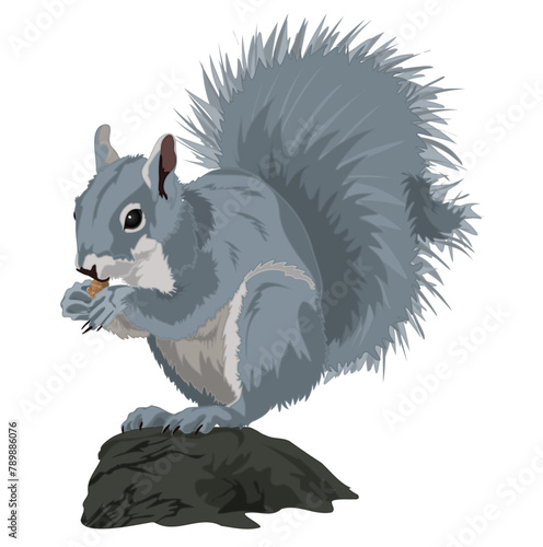 Grey Squirrel