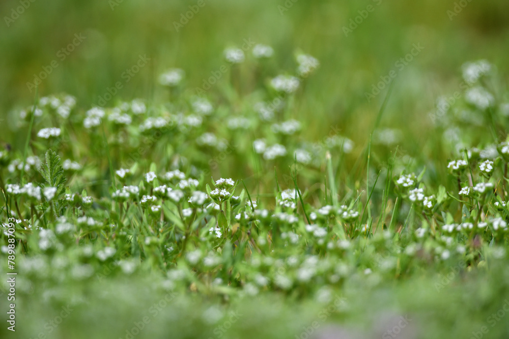Fokussierte Nahaufnahme einer grünen Rasenfläche im Sonnenlicht. Boden Musterfläche für Gras Saat. Fokussierte Nahaufnahme einer grünen Rasenfläche im Sonnenlicht. Boden Musterfläche für Gras Saat.