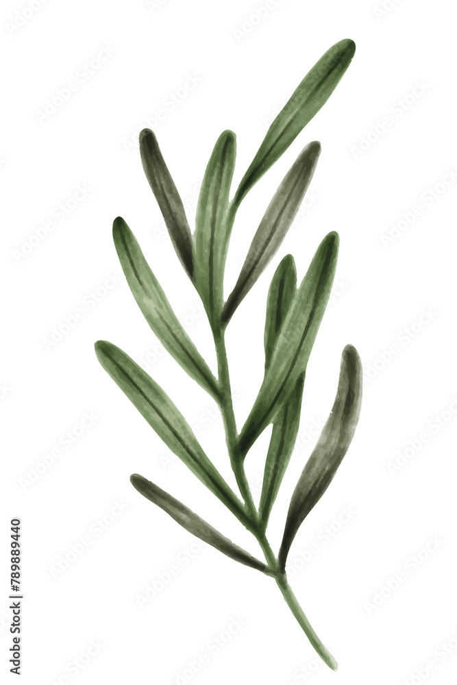 Hand drawn eucalyptus leaves transparent png Hand drawn eucalyptus leaves transparent png