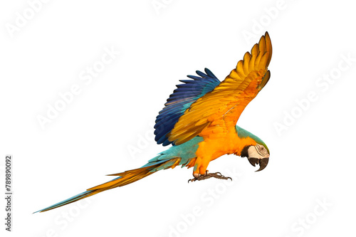 Colorful flying Blue and Gold Macaw parrot isolated on transparent background png file