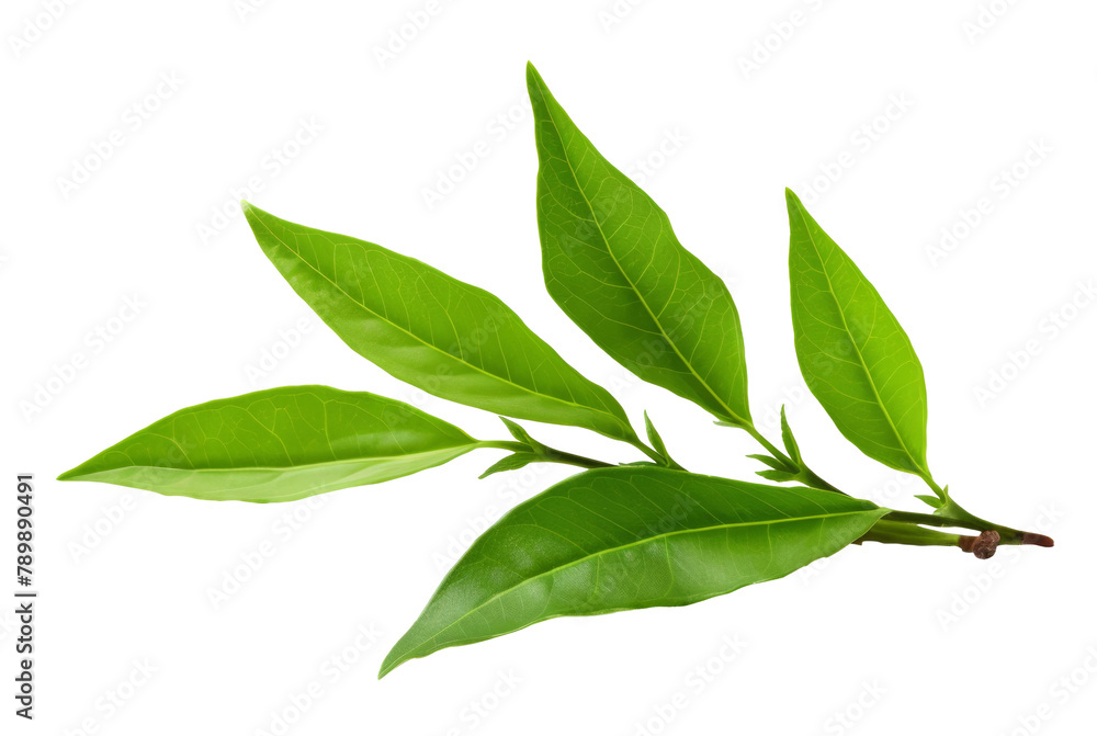 fresh green tea leaf isolated on white background
fresh green tea leaf isolated on white background