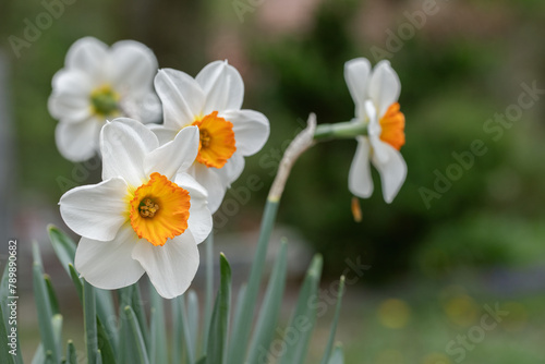 Closeup of a large-cupped daffodil with orange corona and white tepals. Narcissus classification group 2.
