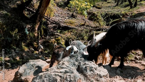 Goats in the pasture