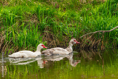 Muscovy duck (Cairina moschata) photo