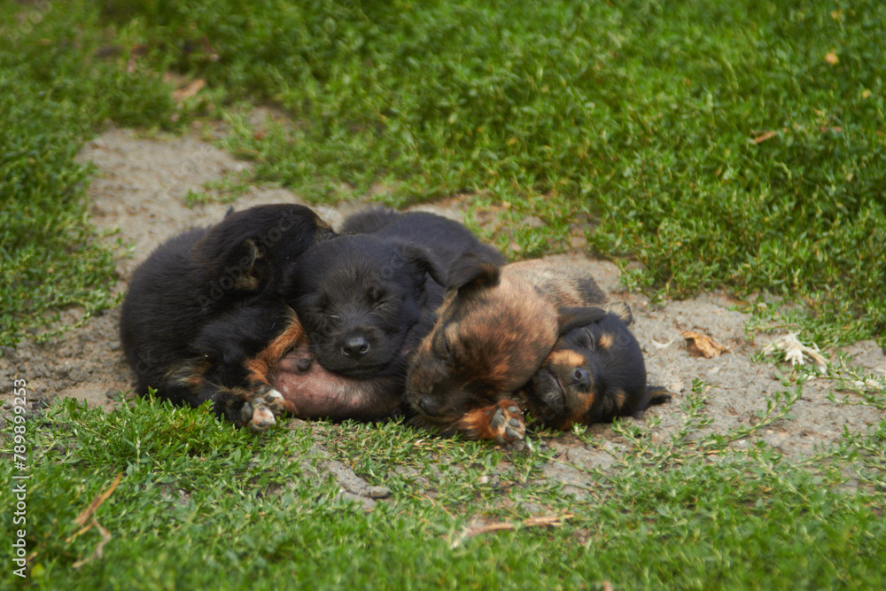 Several small puppies sleeping on the green grass