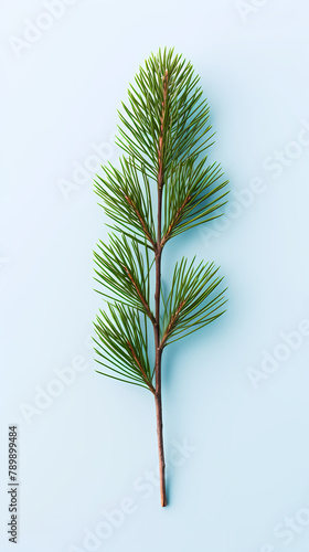 Fir branches top view