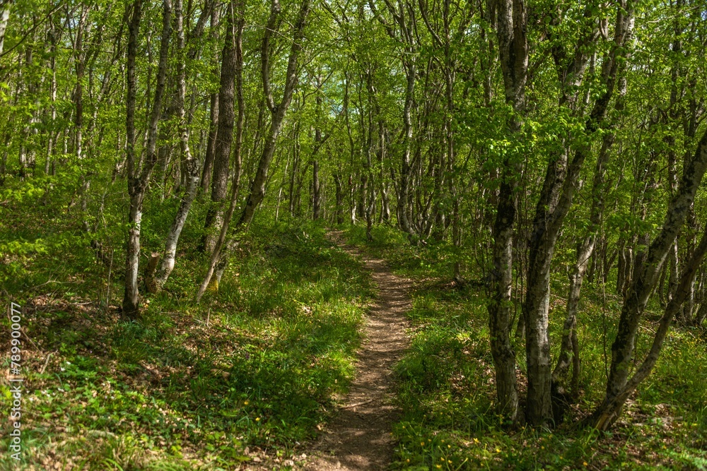 path through the spring forest in the mountains of the Western Caucasus (South Russia) on a sunny April day