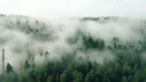 closeup of fog in the forest. top view. aerial view