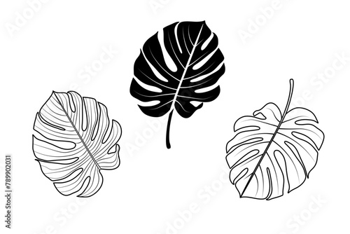 Tropical plants. Monstera leaf. Vector icons.