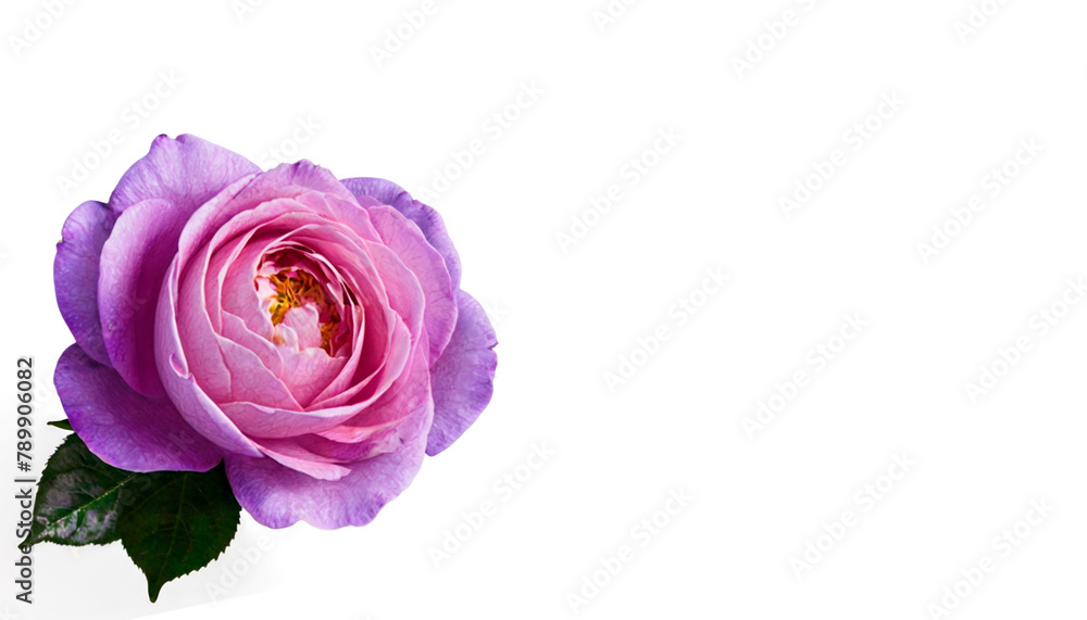 pink rose isolated on white pink rose isolated on white