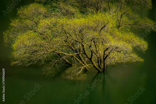 ダム湖の水没林 photo