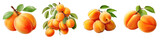 Pack of a Apricot on transparent PNG