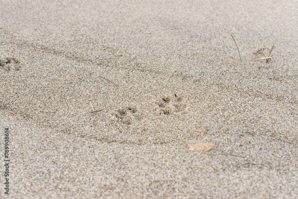 砂浜に残る犬の足跡
