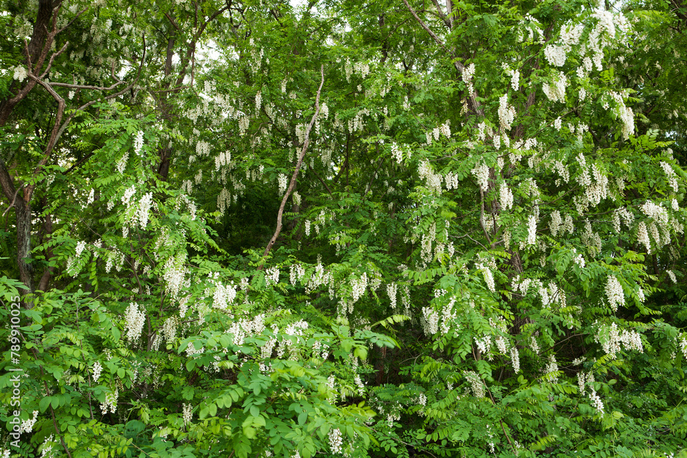 Fototapeta premium Acacia Forest in May