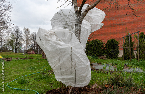 Obraz na płótnie plants covered with agrofilm, protecting trees and bushes from spring frosts, protecting flowering bushes during low temperatures w salonie