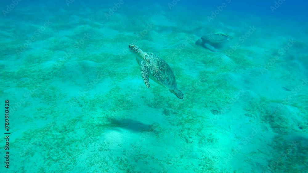 Two Sea Turtles on hilly seabed, the first slowly swims up, the second eats sea grass, Slow motion, Great Green Sea Turtle (Chelonia mydas) with Remora fish (Echeneis naucrates) Two Sea Turtles on hilly seabed, the first slowly swims up, the second eats sea grass, Slow motion, Great Green Sea Turtle (Chelonia mydas) with Remora fish (Echeneis naucrates)