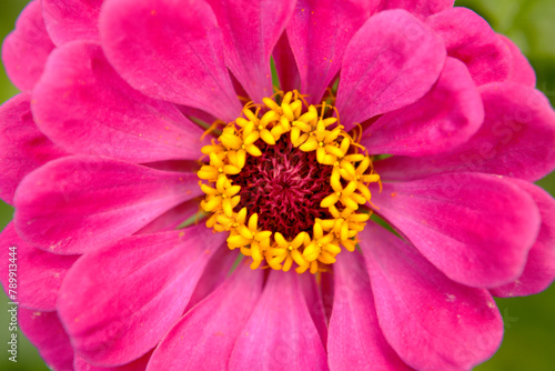 shape of a colorful flower