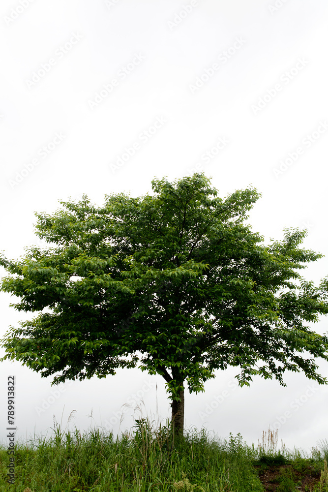 Obraz premium a cherry tree in May