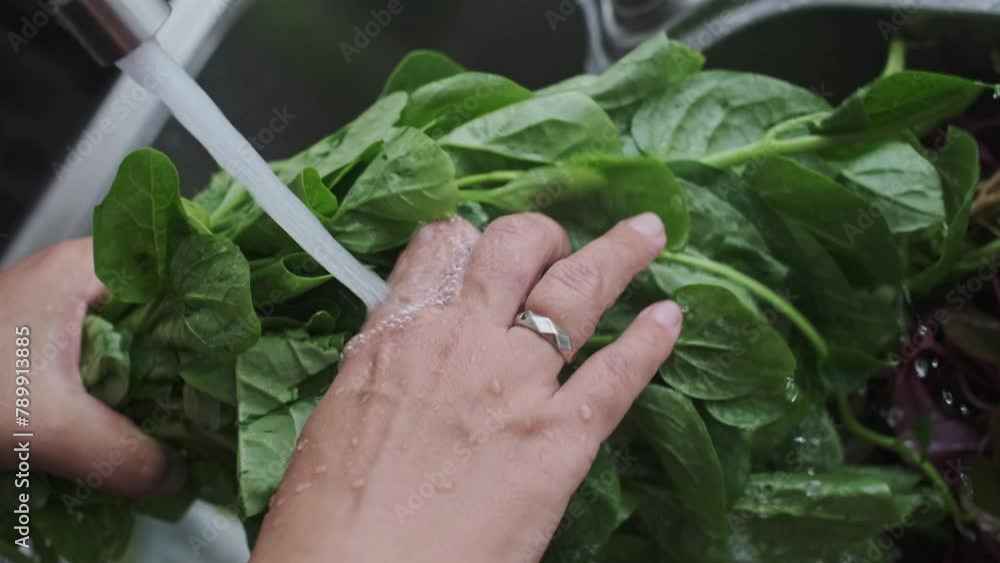 CloseUp of Female hand holds Bunch of Fresh Green Salad and Pours it with Stream of Water from Shower Faucet or Sink, Lettuce is washed from dust with clean Water from Watering Can. CloseUp of Female hand holds Bunch of Fresh Green Salad and Pours it with Stream of Water from Shower Faucet or Sink, Lettuce is washed from dust with clean Water from Watering Can.