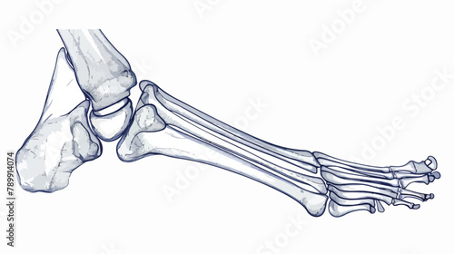 Lateral radiograph of human foot or limb. Xray pictu photo