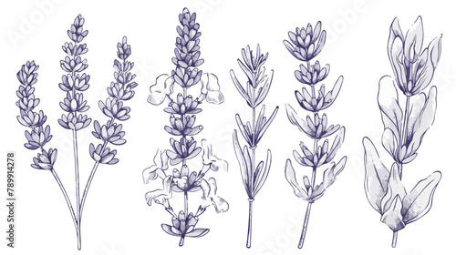 Lavender flowers set. Outlined Provence floral herbs