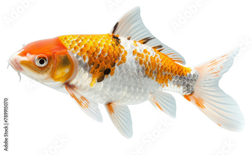 Ornamental koi fish with white and orange patterns isolated on transparent background