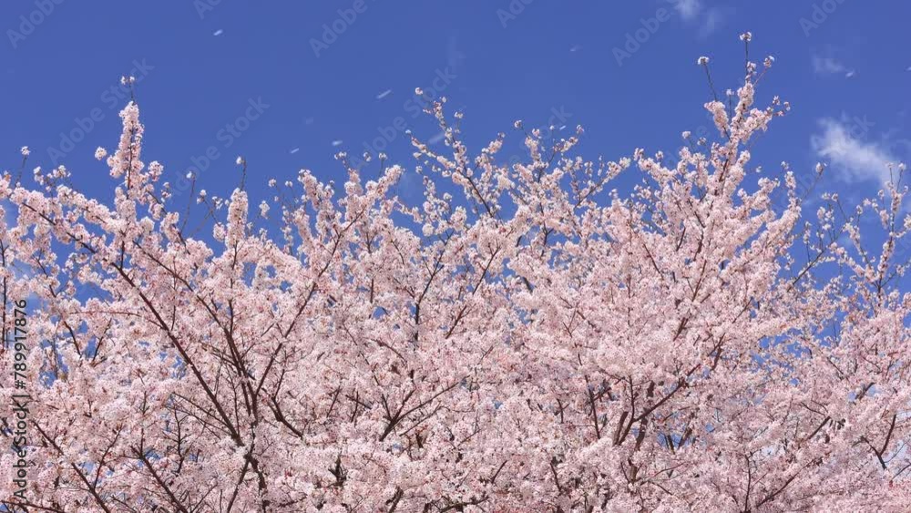pink cherry blossom and blue sky, petals falling in the wind pink cherry blossom and blue sky, petals falling in the wind