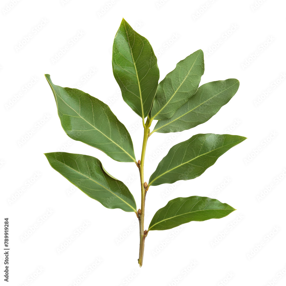 Fototapeta premium A branch of laurel isolated on white background. Fresh bay leaves. Branch of green laurel leaves