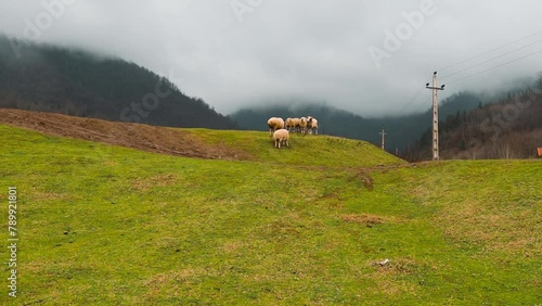 Sheeps in beautiful green grassland
