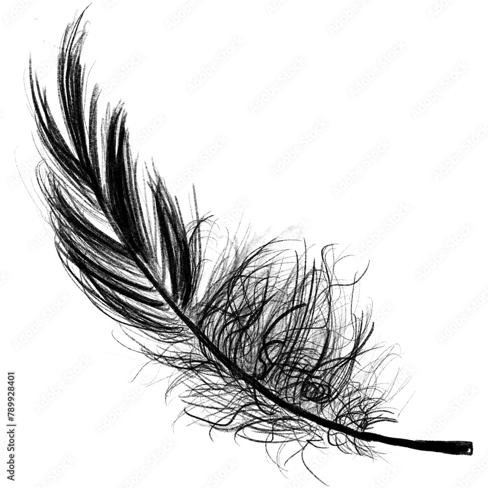 Obraz premium Png black feather design element