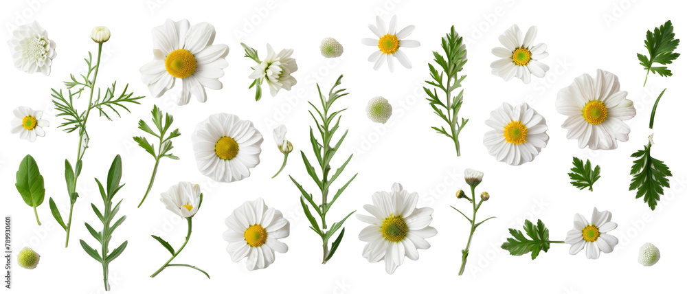 Set of buds, flowers, leaves and daisy flowers isolated on transparent background. cut flower elements, garden themed designs. Top view high quality PNG. Set of buds, flowers, leaves and daisy flowers isolated on transparent background. cut flower elements, garden themed designs. Top view high quality PNG.