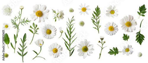 Set of buds, flowers, leaves and daisy flowers isolated on transparent background. cut flower elements, garden themed designs. Top view high quality PNG.